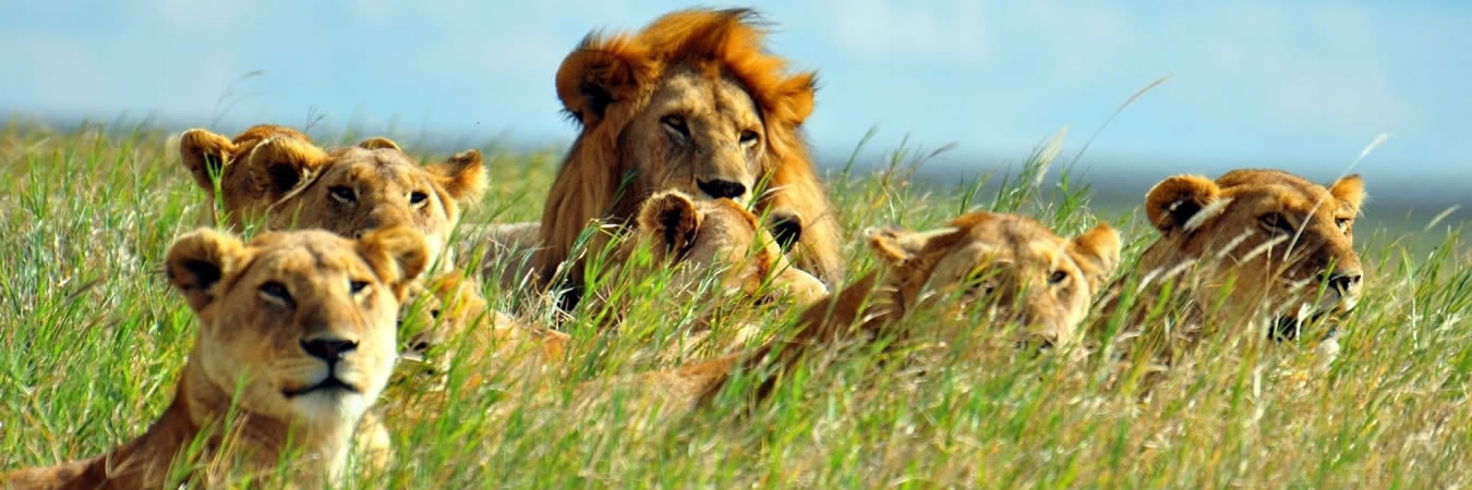 inside africa lions masai mara