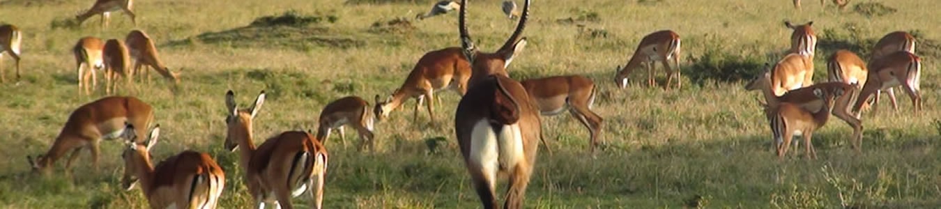 antelopes.jpg