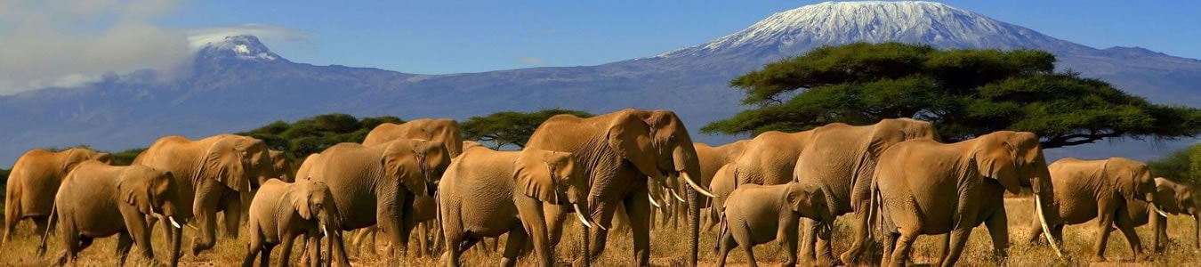 elephants_mt_kilimanjaro.jpg