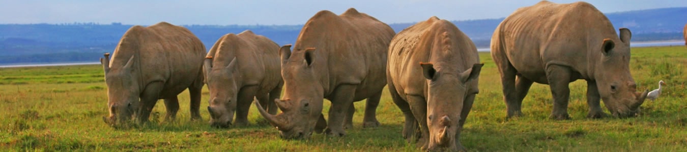 rhinos-min.jpg