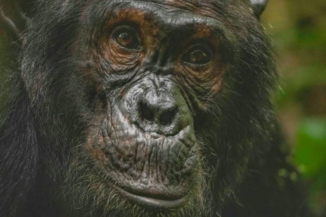 Close portrait of a mountain gorilla in forest
