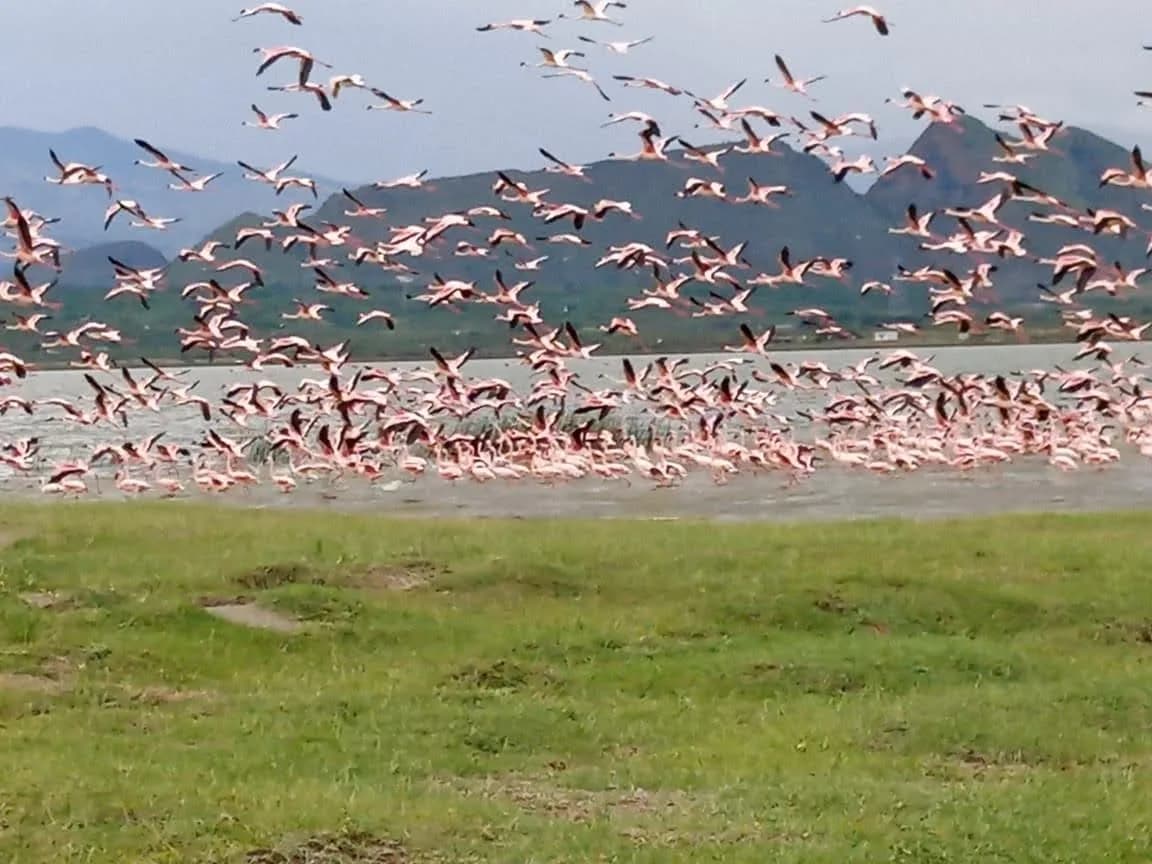Flamingos flying low above a Rift Valley lake