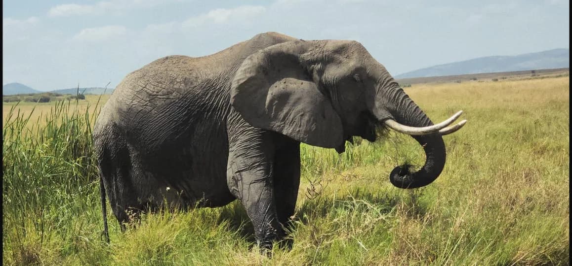 Large elephant crossing open East African grassland