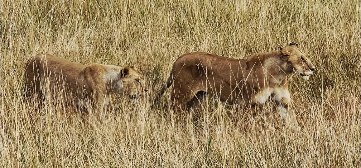 Two lionesses walking through tall dry grass