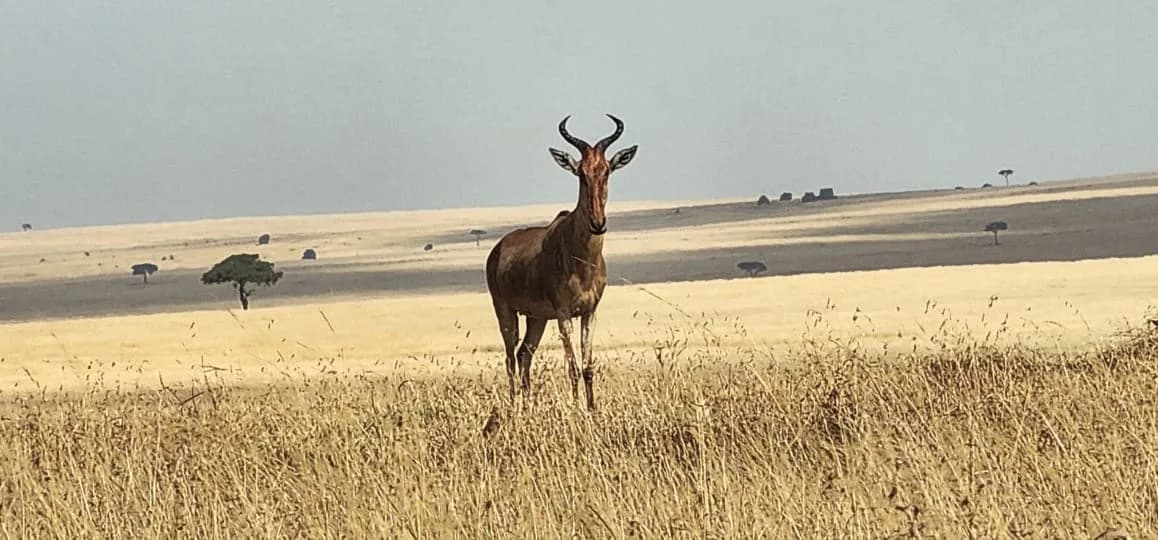 Antelope standing alone on an open plain