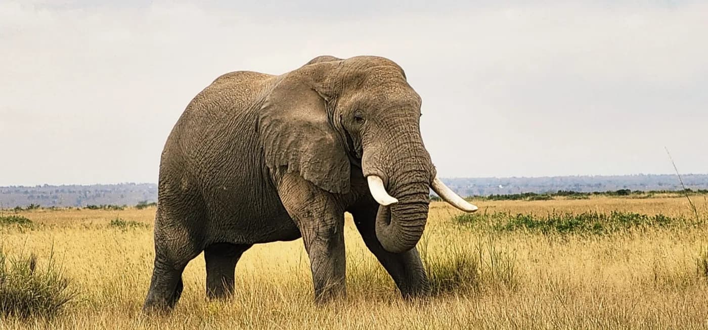Elephant standing on open East African savannah