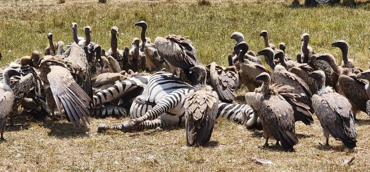 Zebras gathered beside scavenging birds on open grassland